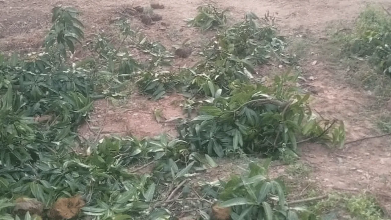 పంటలపై ఆగని ఒంటరి ఏనుగు దాడులు