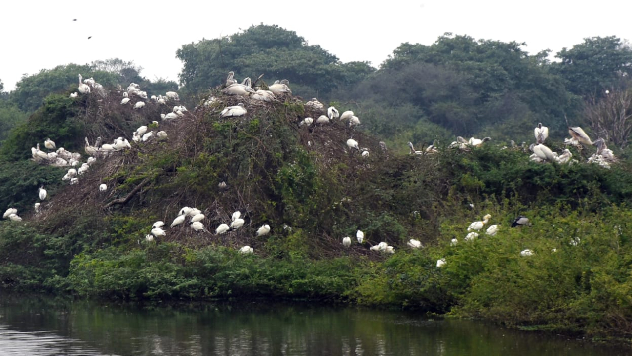 ప్రకృతి మధ్య పక్షుల సందడి