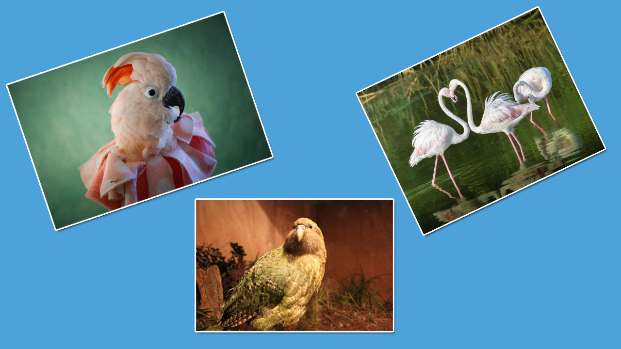 Longest Living Birds: ప్రపంచంలో ఎక్కువ కాలం జీవించిన టాప్ 5 పక్షులు ఇవే..