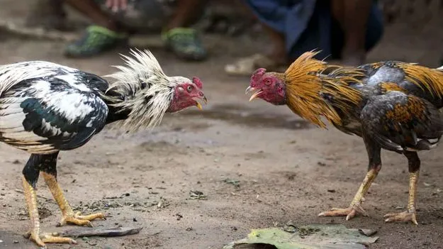 Sankranti Cockfights: ఎగిరిన కోడి.. తెగిన కట్టలు