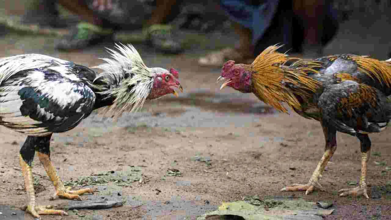 Sankranti Cockfights: ఎగిరిన కోడి.. తెగిన కట్టలు