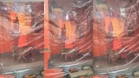 Dog Circles Hanuman Idol: హనుమాన్ విగ్రహం చుట్టూ శునకం ప్రదక్షిణలు! 36 గంటల పాటు.. 