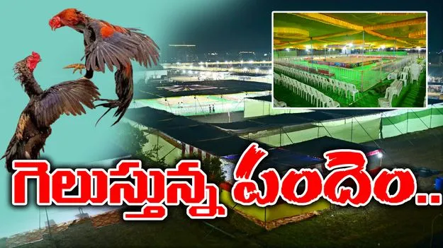 Sankranti Cockfighting: గెలుస్తున్న పందెం..