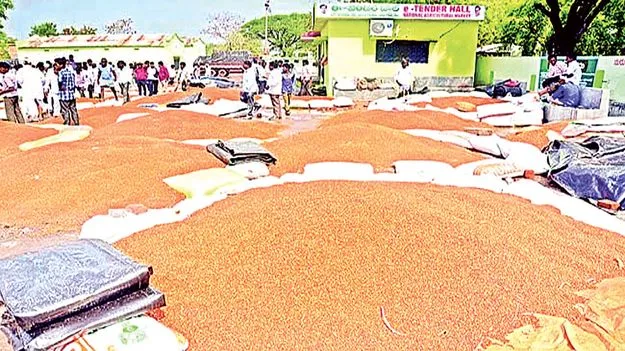 నేటి నుంచి కందుల కొనుగోలు