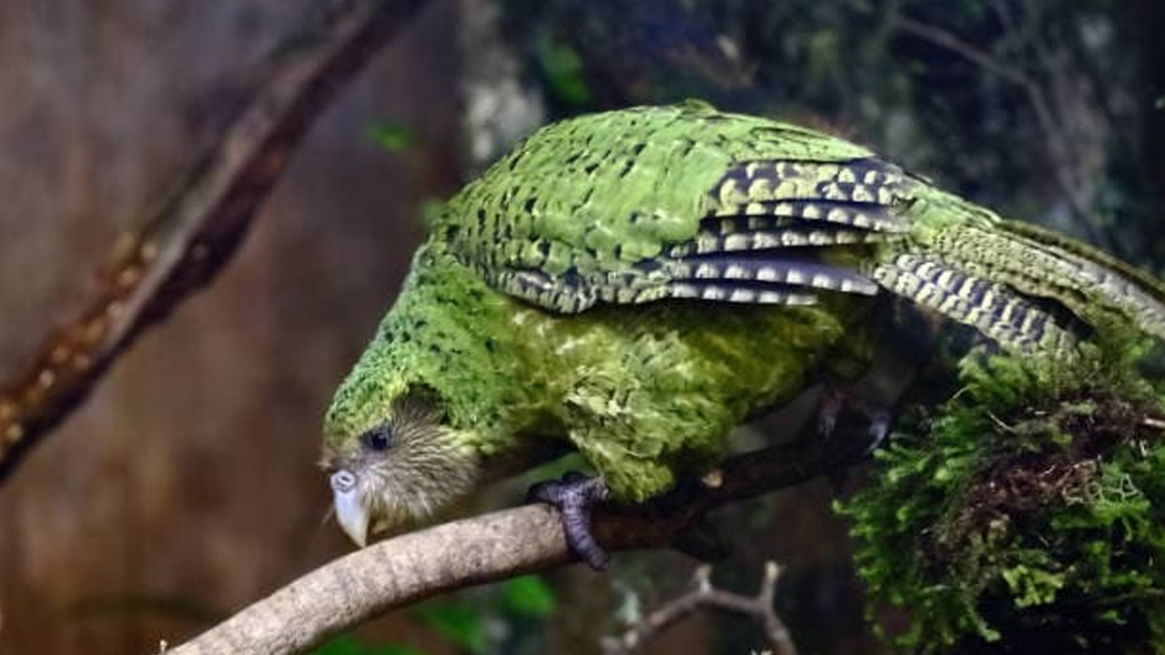 Longest Living Birds: ప్రపంచంలో ఎక్కువ కాలం జీవించిన టాప్ 5 పక్షులు ఇవే..