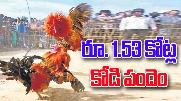 Record Cockfight In West Godavari: భారీ కోడి పందెం.. ఏకంగా రూ. 1.53 కోట్లు గెలిచాడు