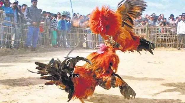 Sankranti Cockfights: సంక్రాంతి సంబరాలు.. ఉమ్మడి కృష్ణా జిల్లాలో పెద్ద ఎత్తున కోడి పందేలు, జూదాలు..