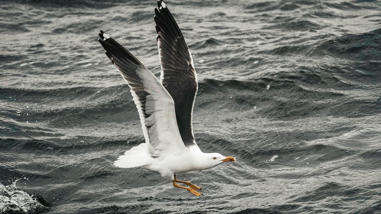 Longest Living Birds: ప్రపంచంలో ఎక్కువ కాలం జీవించిన టాప్ 5 పక్షులు ఇవే..