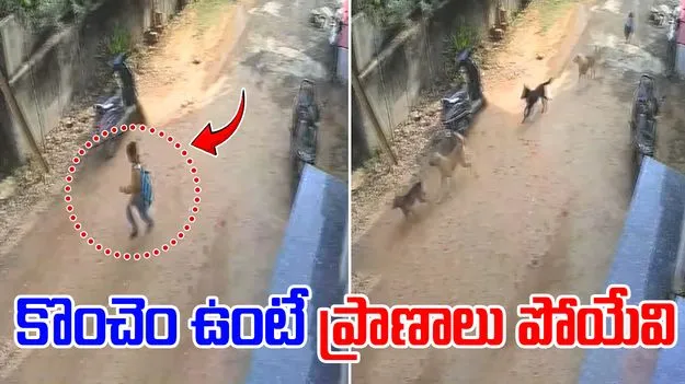 Boy Narrowly Escapes: పిల్లాడి వెంటపడ్డ వీధి కుక్కలు.. తర్వాత ఏం జరిగిందంటే.. 