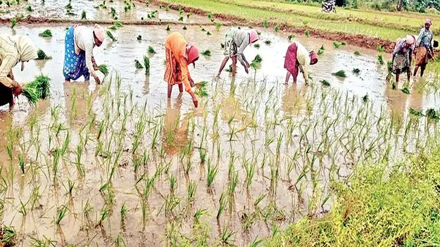 జోరుగా వరినాట్లు