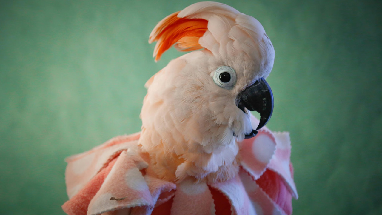 Longest Living Birds: ప్రపంచంలో ఎక్కువ కాలం జీవించిన టాప్ 5 పక్షులు ఇవే..