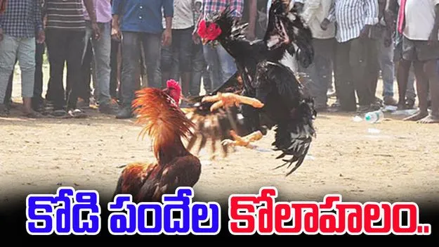 Sankranti Cockfights: సంక్రాంతి.. కోడి పందేల సందడి.. జర భద్రం.!
