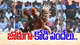 Sankranti Cockfights: హోరాహోరీగా కోడి పందేలు.. భారీగా తరలివచ్చిన జనం