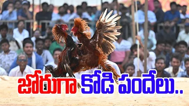 Sankranti Cockfights: హోరాహోరీగా కోడి పందేలు.. భారీగా తరలివచ్చిన జనం