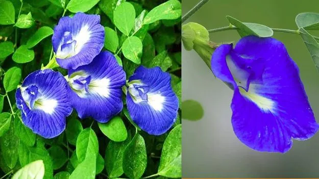 Shanku Flowers: శంఖం పువ్వులు భారతదేశంలో రైతుల తలరాతలను మార్చబోతున్నాయా?