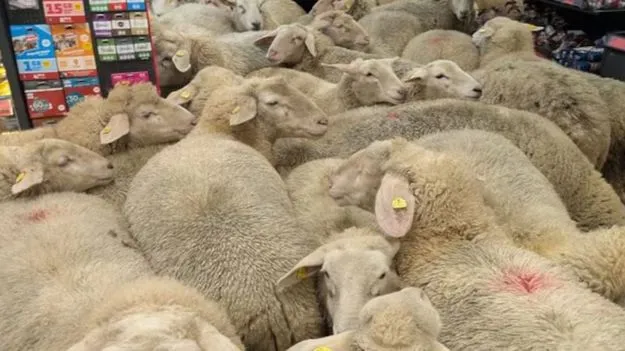 Sheep in German Supermarket: గొర్రెల మంద ‘దాడి’.. సూపర్ మార్కెట్‌లోకి ఒక్కసారిగా 50 గొర్రెలు.. 