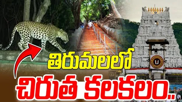 Tirumala: శ్రీవారి మెట్టు మార్గంలో చిరుత సంచారం..