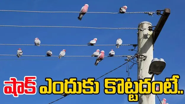 Birds on power lines: కరెంట్ తీగలపై కూర్చున్న పక్షులకు ఎందుకు షాక్ కొట్టదు.. కారణమేంటంటే..