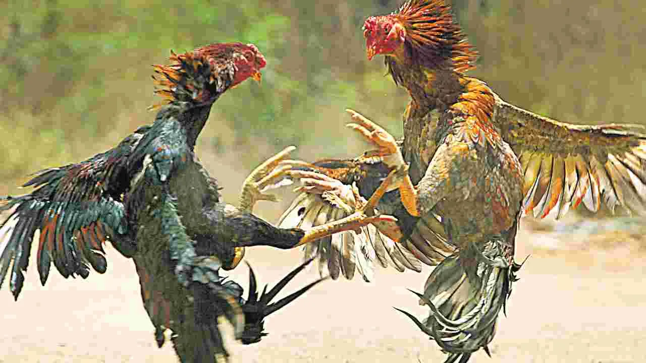 Sankranti Festival Visit: మీ ఊరికి మేమూ వస్తాం బా..!!