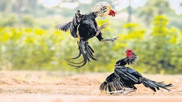 Sankranti Cockfights: పండగ కోడికి కార్పొరేట్‌ కళ