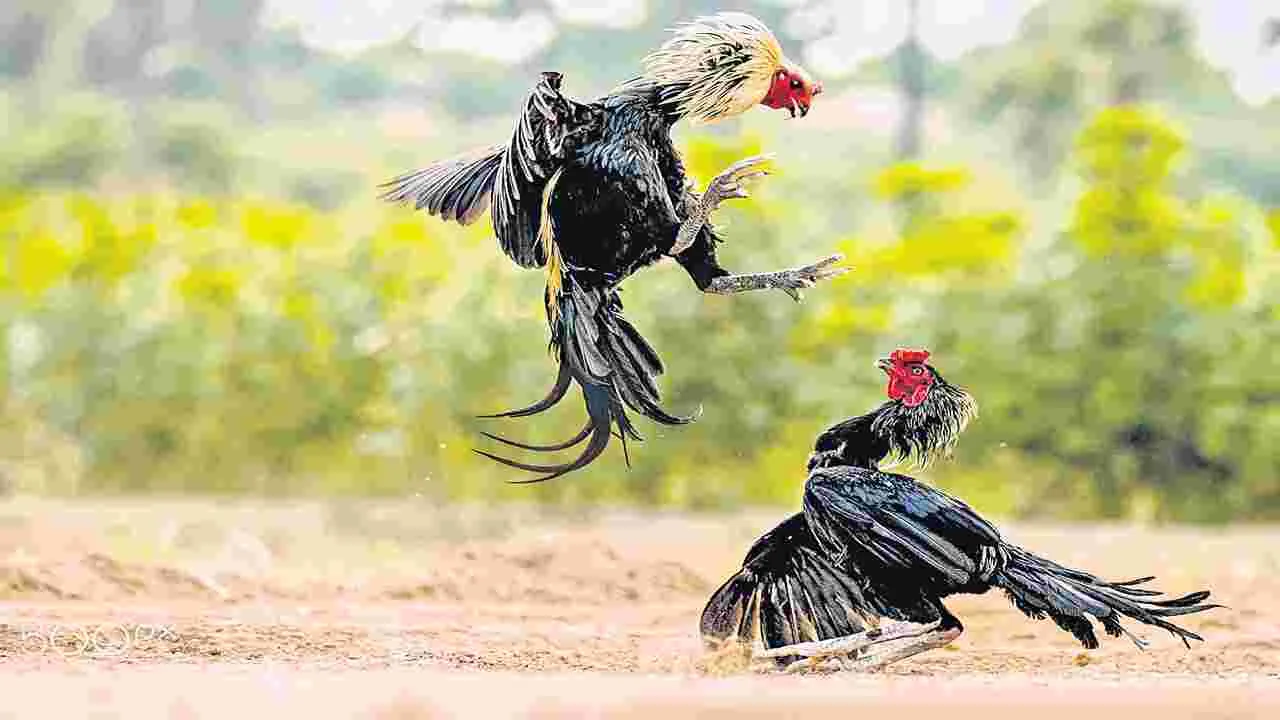 Sankranti Cockfights: పండగ కోడికి కార్పొరేట్‌ కళ