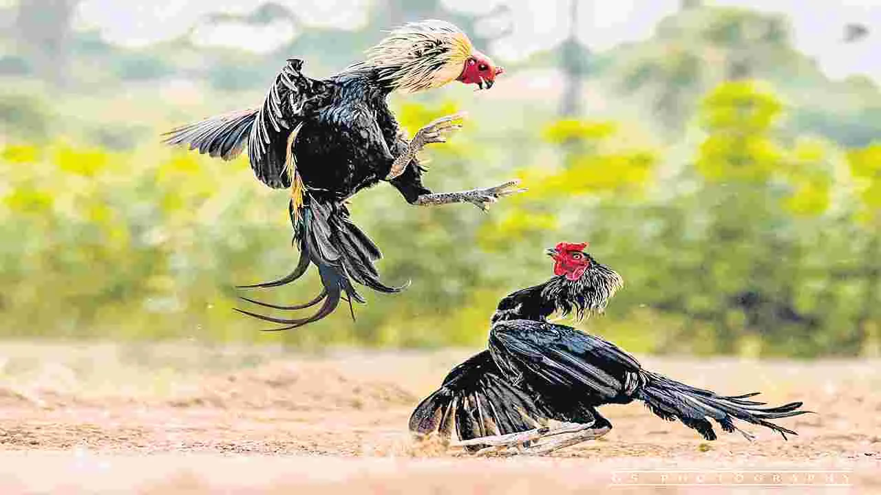 Manipulation: మత్తు కోళ్లు..డమ్మీ కత్తులు