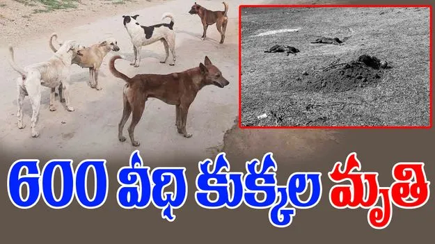 Kamareddy Stray Dogs: కామారెడ్డిలో దారుణం.. 600 వీధి కుక్కల మృతి