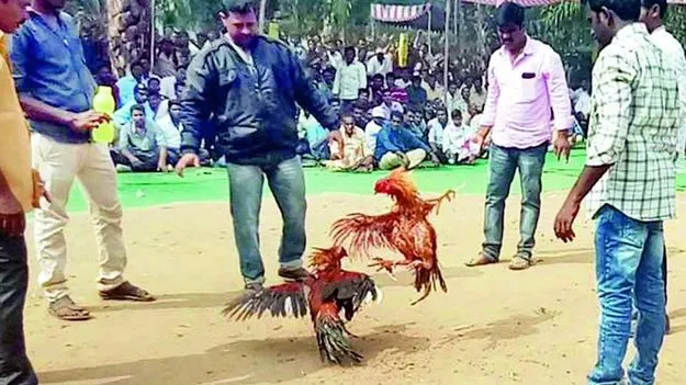 High Court Orders: కోడి పందేలను అడ్డుకోండి