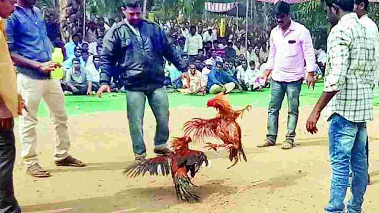 High Court Orders: కోడి పందేలను అడ్డుకోండి