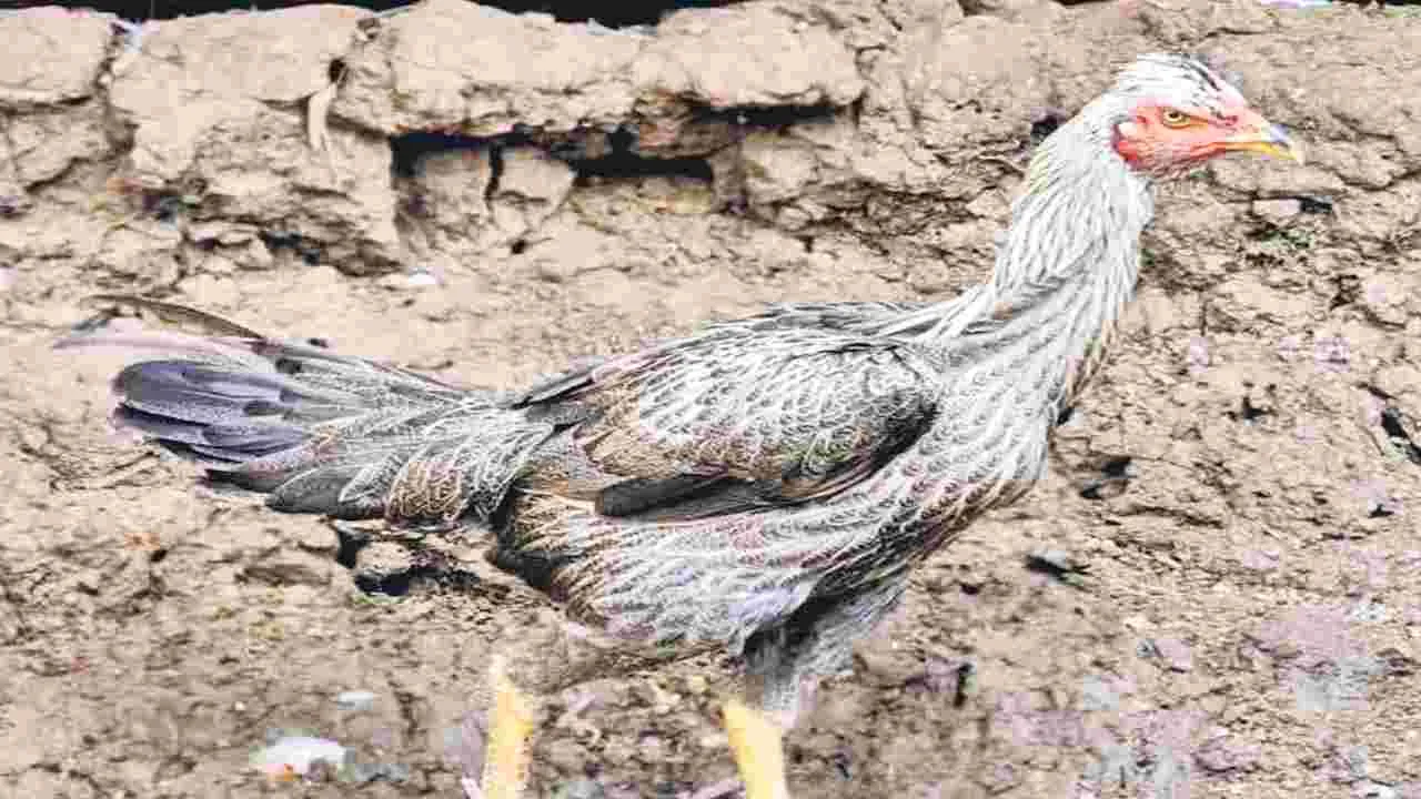 Natu Kodi Prices: నాటు కోడి 2వేలు!