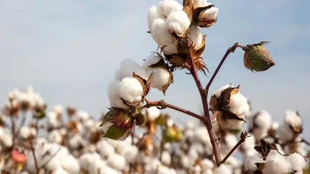 Chief Minister Chandrababu: పత్తి రైతుకు సర్కారు అండ