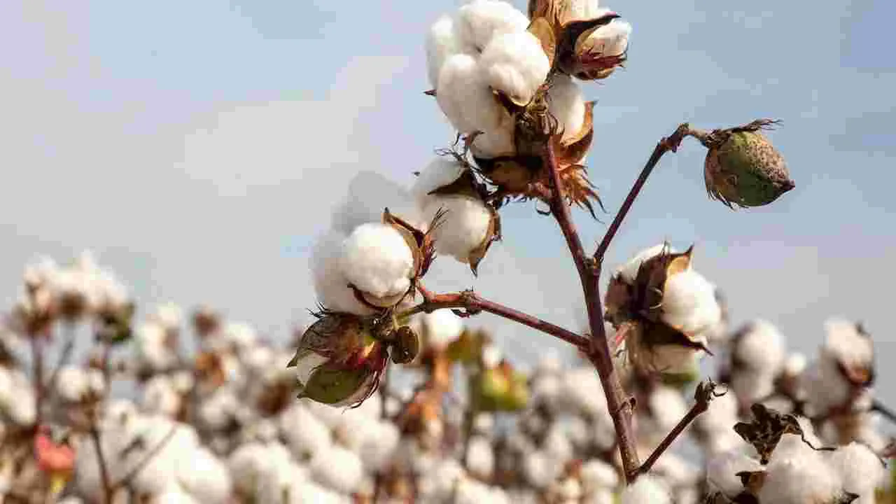 Chief Minister Chandrababu: పత్తి రైతుకు సర్కారు అండ