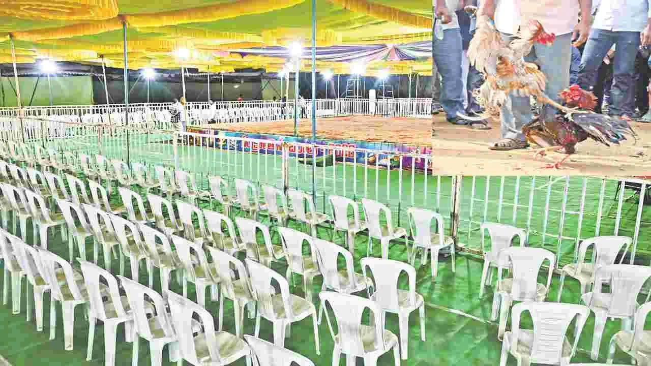 AP Cockfighting: కోట్లలో బరిగీసి పెద్ద బరికి 3 కోట్ల ఖర్చు