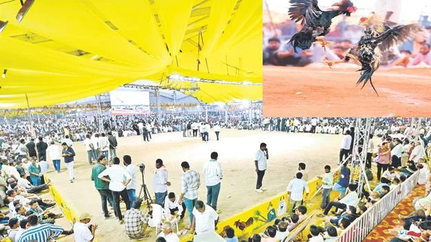 Sankranti in AP: కో... అంటే కోట్లు