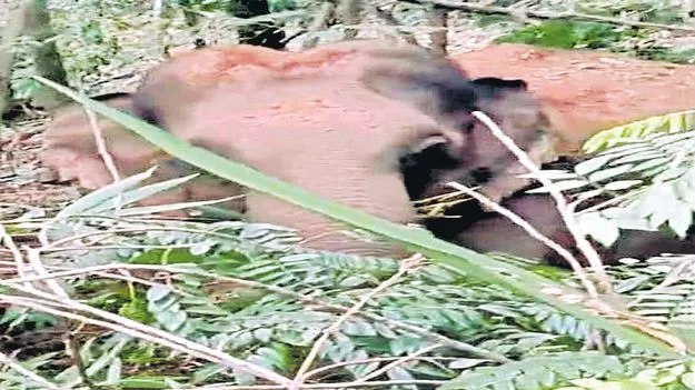 Elephant Movement: తిరుమల ఘాట్‌ రోడ్డులో ఏనుగుల కలకలం