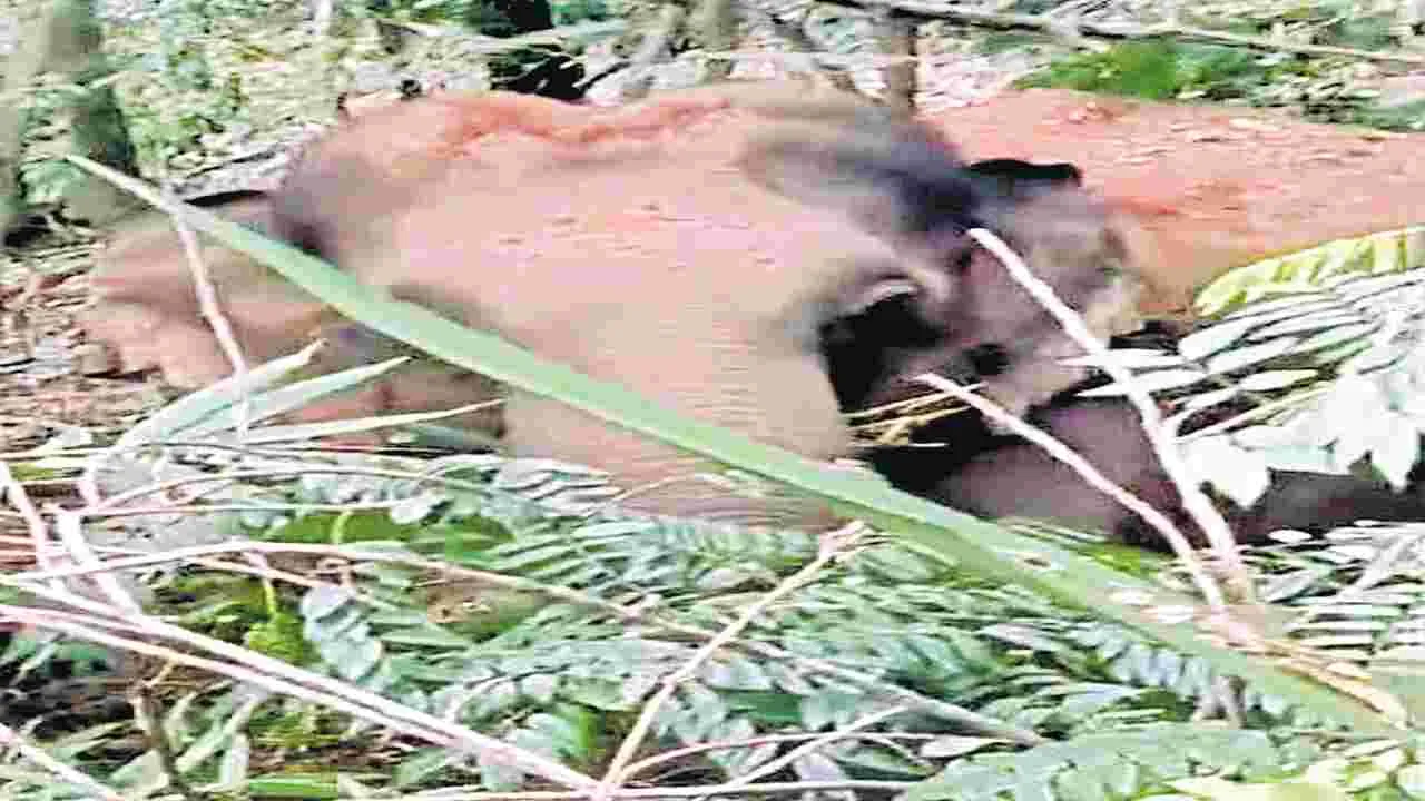 Elephant Movement: తిరుమల ఘాట్‌ రోడ్డులో ఏనుగుల కలకలం