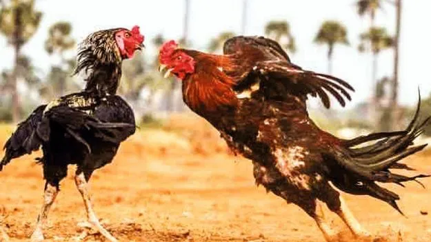 Bhimavaram: హోటల్‌ రూం..3 రోజులకు రూ.లక్ష! 