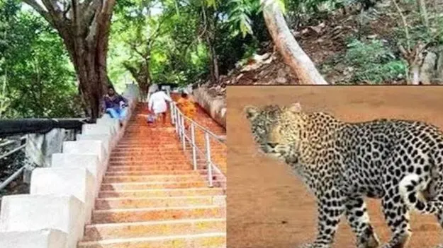 Leopard Sighting: శ్రీవారి మెట్టు మార్గంలో చిరుత సంచారం