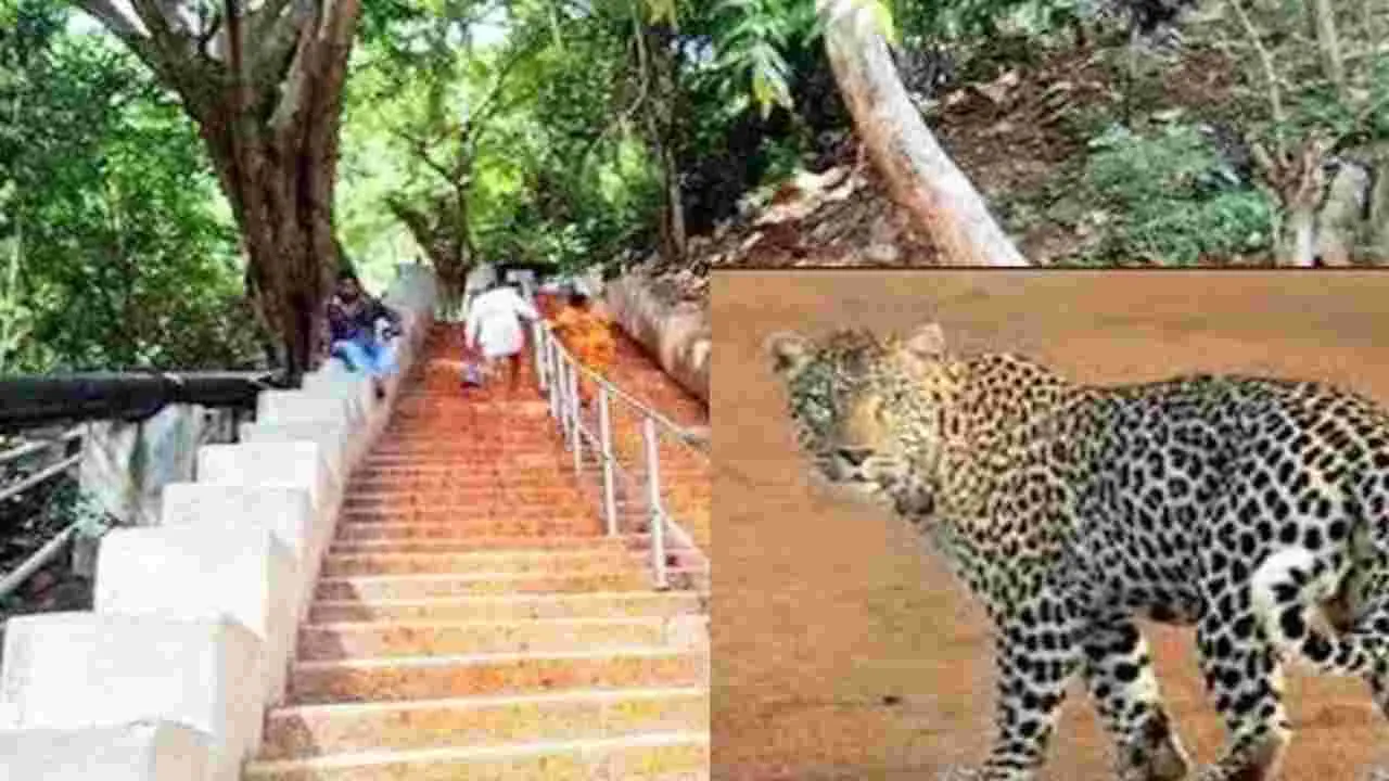 Leopard Sighting: శ్రీవారి మెట్టు మార్గంలో చిరుత సంచారం