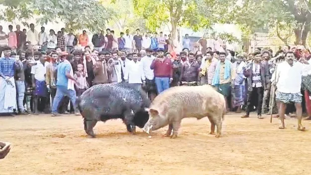 Pig competitions: తాడిపత్రిలో పందుల పోటీలు