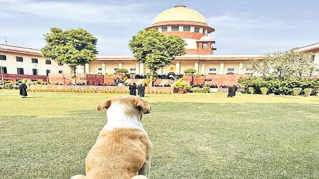 Supreme Court: కుక్కలపై ప్రేమ.. మనుషులపై ఏదీ?