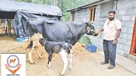 Animal Husbandry: పెయ్యలే పుట్టాలి..!