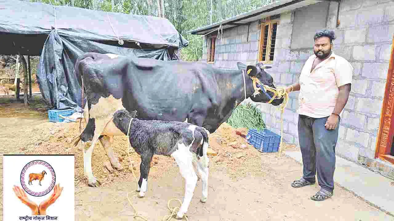 Animal Husbandry: పెయ్యలే పుట్టాలి..!