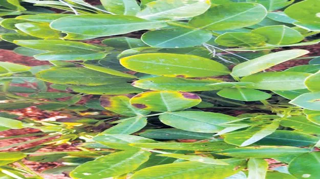 తెగుళ్లతో తంటాలు