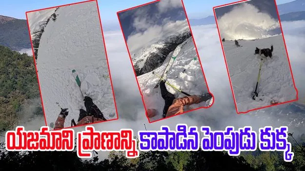 Viral Video: మంచులో చిక్కుకున్న మహిళా స్కీయర్, కుక్క.. షాకింగ్ వీడియో వైరల్