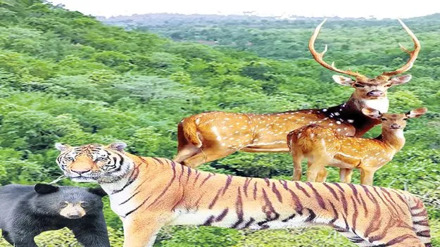 జంతువుల లెక్క తేలనుంది