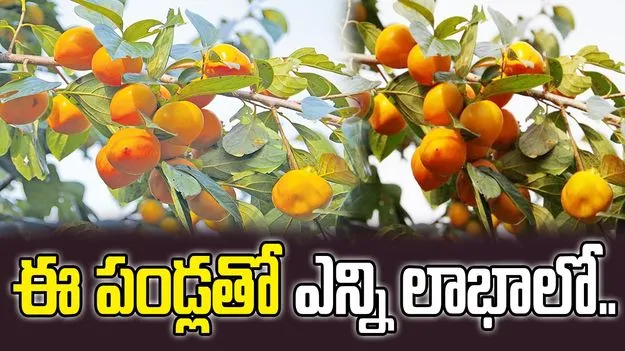 Health: శరీరానికి వేడి కలగాలంటే ఈ పండ్లు తినాల్సిందే మరి...