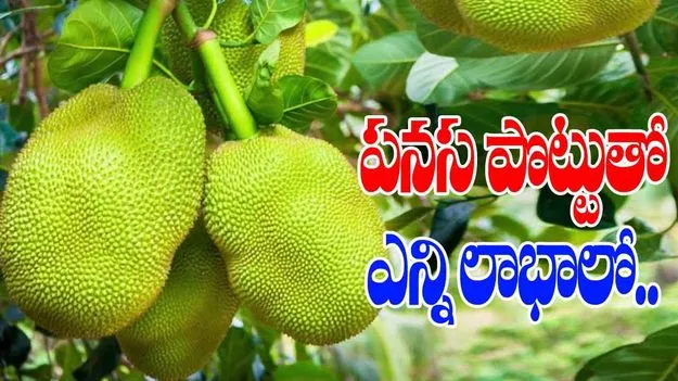 Vantalu: జీర్ణశక్తిని కాపాడే మంచి ఔషధం పనసపొట్టు...