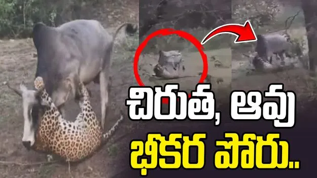 Cow vs Leopard: వామ్మో.. ఆవుకు అంత పవర్ ఉందా.. చిరుతతో ఎలా పోరాడిందో చూడండి..