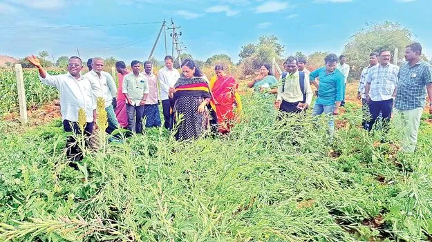 ప్రకృతి వ్యవసాయంపై దృష్టి సారించాలి